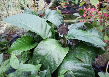 Congo Fig, Dorstenia, Dorstenia elata